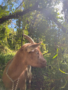 Meet your Posher, Scarlett